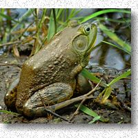 Bullfrog - call is a repeated deep 'rrum'
