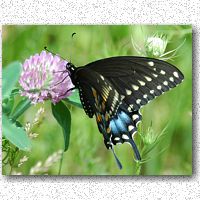 Black swallowtail visits red clover