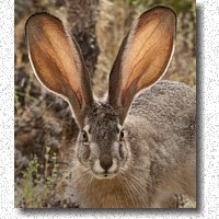 Black-tailed Jackrabbit