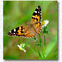 Painted lady