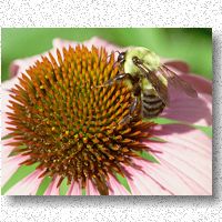 Is this a bumble bee? - at least the tail is hairy