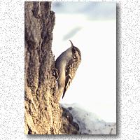 Brown creeper spiraling up the tree