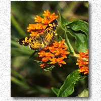 Crescent on butterfly weed