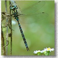 Tail pattern identifies dragonfly as variable darner