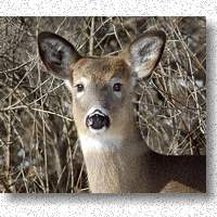 Curious White-tailed Deer
