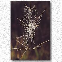 Dew highlights spider web