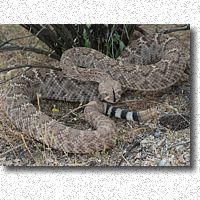 Western Diamondback telling me to back-off