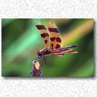 Beautiful dragonfly, beautiful background