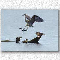 Landing heron causes ducks to 'duck'