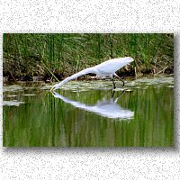 Great Egret fishing
