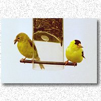 Female and male goldfinch dine together