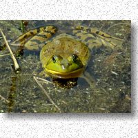 Green Frog - call is a single, loud 'plonk'
