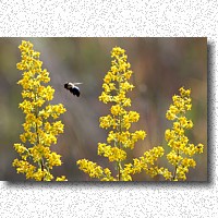 Goldenrod and pollinater