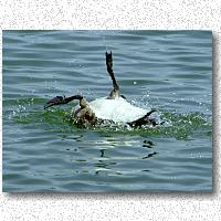 Uninhibited bathing of young goose
