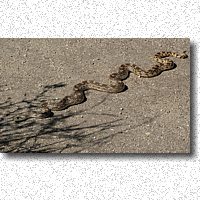 Very large Gopher Snake