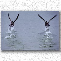 Geese must run to take-off...