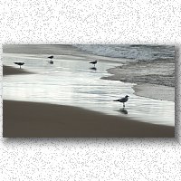 Lake Michigan waves