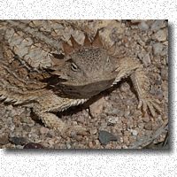 Regal Horned Lizard looking regal
