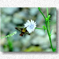Chicory nector attracts hummingbird moth