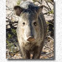 Javelina looking for a handout