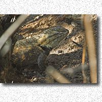 Spiny Lizard