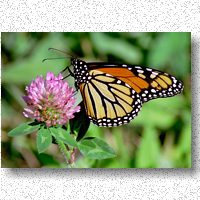 Monarch samples red clover