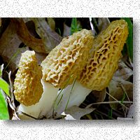 Yellow Morel - only mushroom I'm brave enough to eat