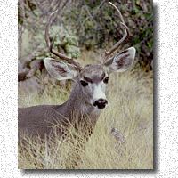 Curious Mule Deer captured on film