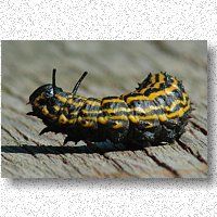 Larvae of oakworm moth looking for a place to winter