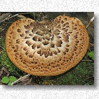 Dryad's Saddle has a beautiful pattern of scales