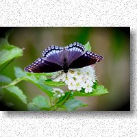 Red-spotted purple is a member of the admiral family