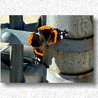 Red admiral guards lock and dam 15