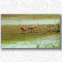 Sandhill Cranes feeding
