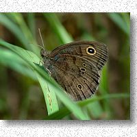 Common Wood-Nymph - a Satyr