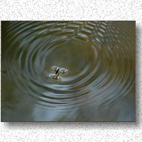 Water strider; pattern maker