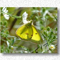 Backlit clouded sulphur