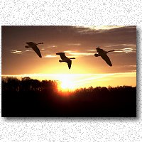 Adding flying geese to sunrise