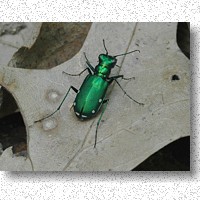Six-spotted Green Tiger Beetle hunting ants