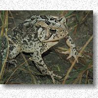 American Toad - summer songster
