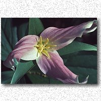 Trillium, our spectacular spring flower