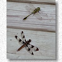 Twelve-spotted skimmer and riffle snaketail ready for takeoff