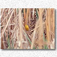 Yellow warbler in cattails