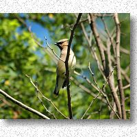 Cedar Waxwing watching for insects flying over pond