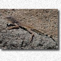 Zebratail lizard enjoying the sun